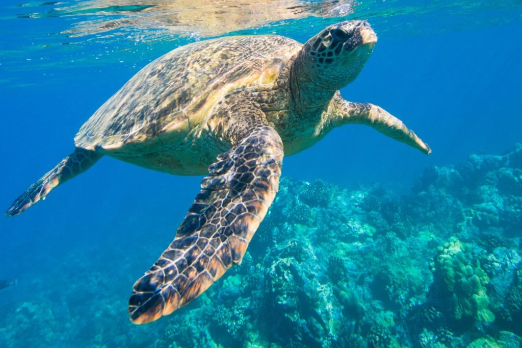 Le Groupe Elancia s’engage pour la préservation des tortues méditerranéennes