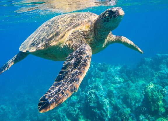 Le Groupe Elancia s'engage pour la protection des tortues marines
