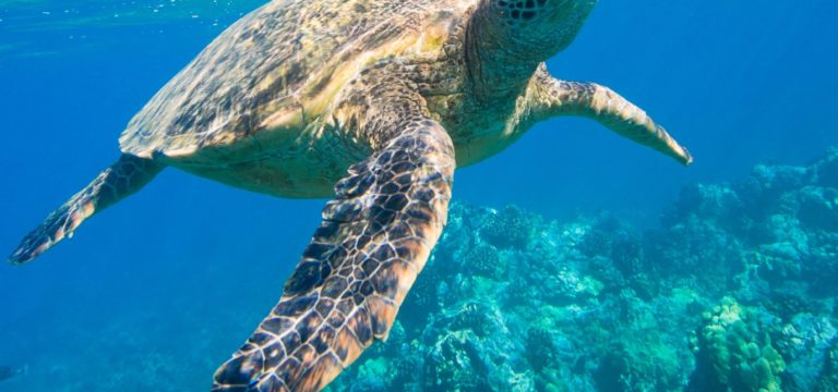 Le Groupe Elancia s’engage pour la préservation des tortues méditerranéennes